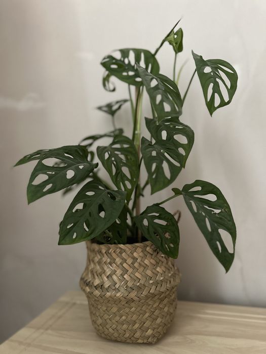 Монстера манки маск