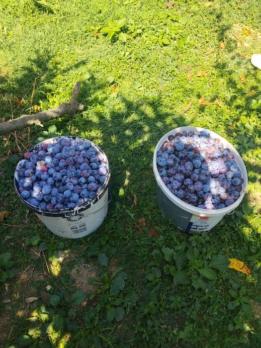 Pune de vânzare sau schimb cu cereale