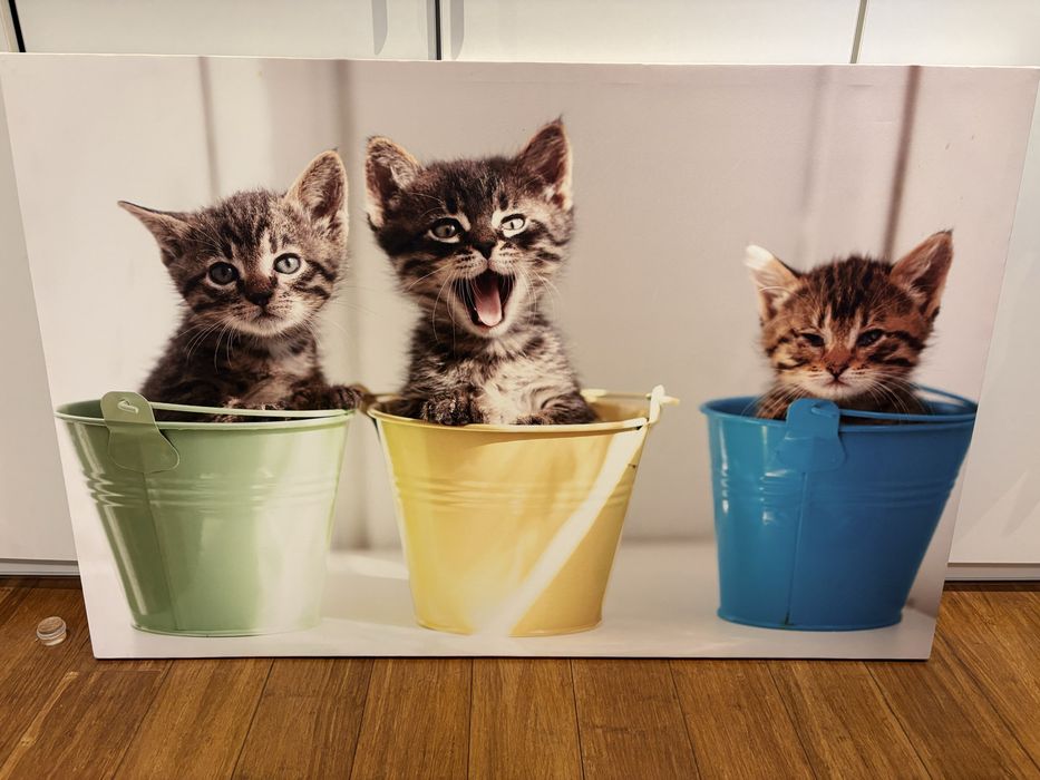 Пано картина с котета