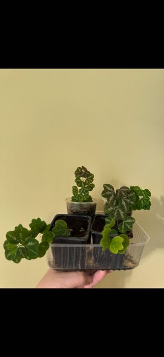 Пассифлора трехлистная,страстоцвет