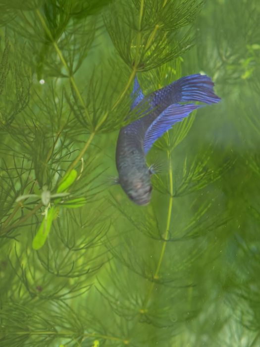 Продам рыбку, сиамский петушок, девочка 500тг.