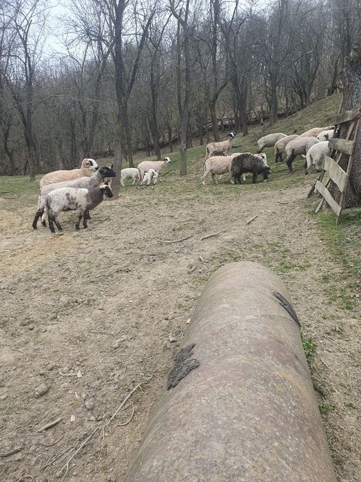 Oi cu miei și capre de vanzare