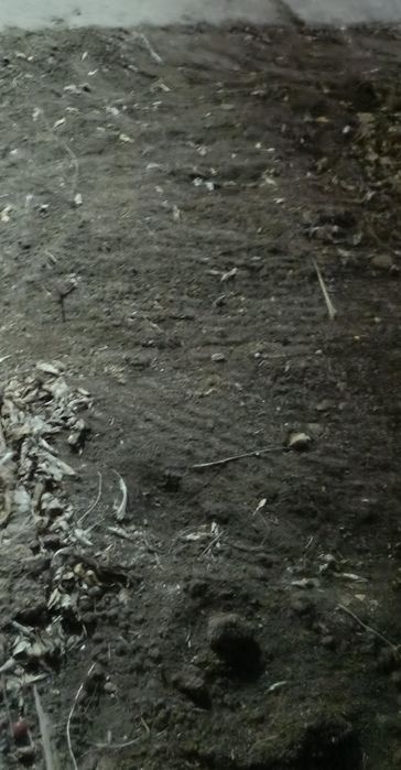 Биогумус и червяк