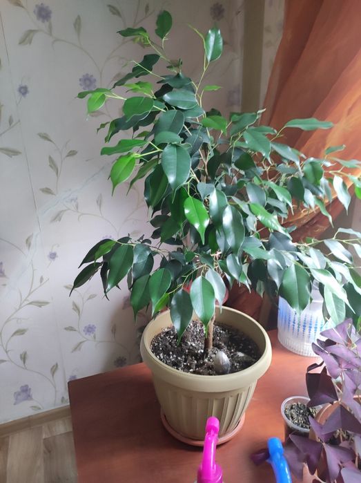 Продам комнатные цветы