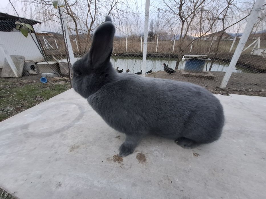 Iepure albastru vienez