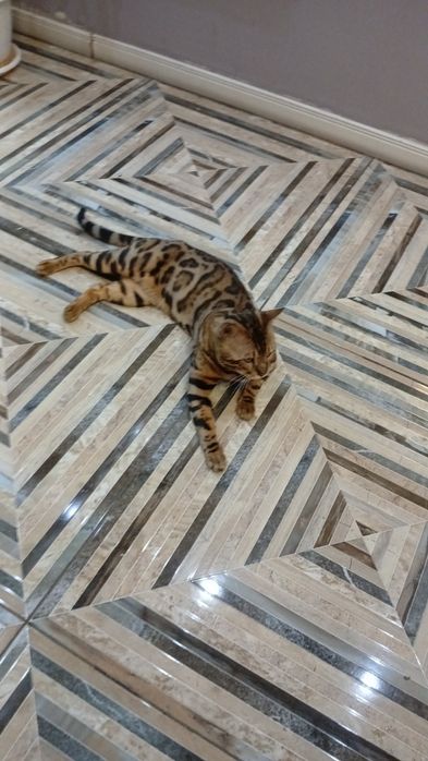 Бенгальский  продам