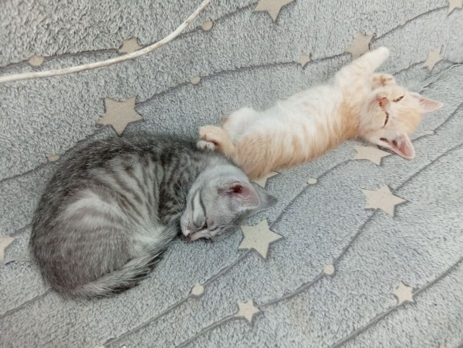 Отдам котята в хорошие руки