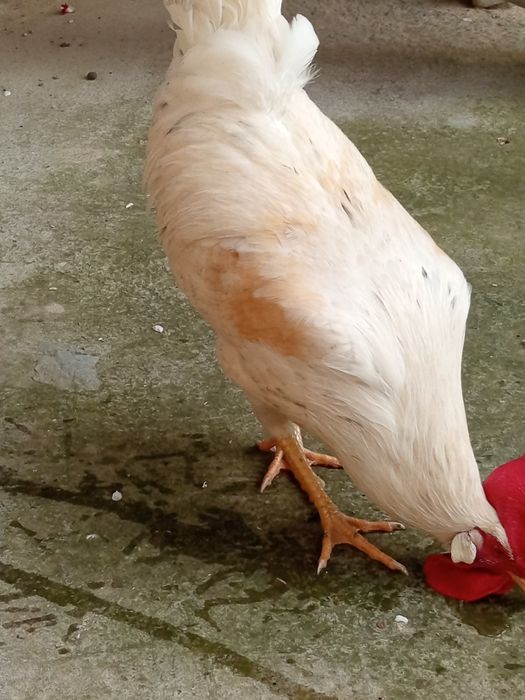 Ок хурозлар 150000сум