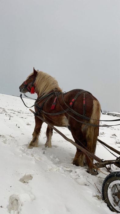 Armasar de monta sau de vanzare