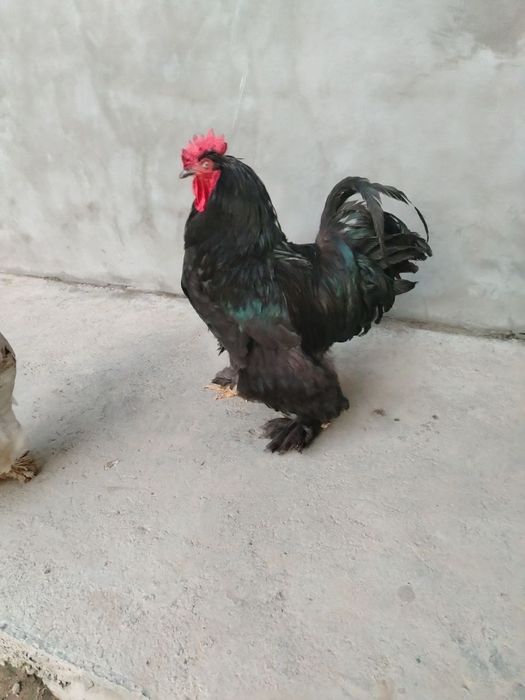 Gibrit xoroz sotiladi