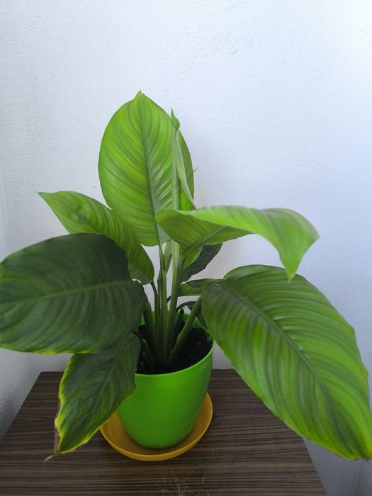 Спатифилум, папрат, коледна звезда и дървото на живота