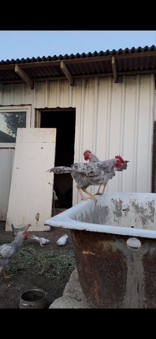 Молодые петухииии