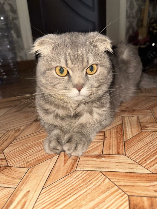 Кошка скотиш фолд беременная