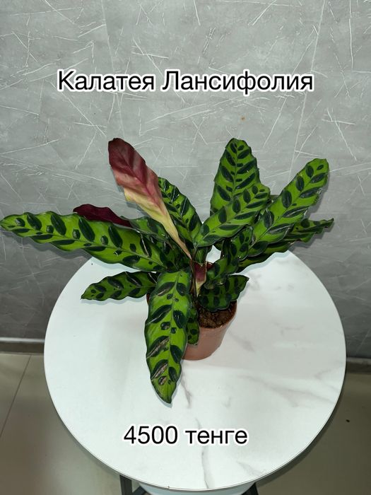 Комнатные растения