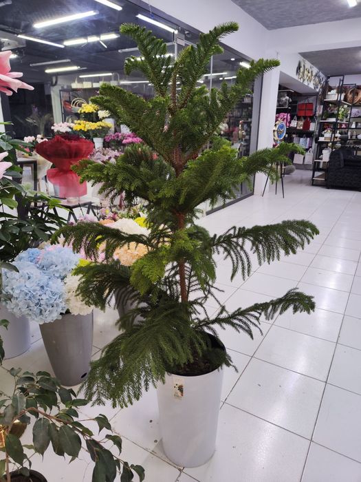 Tuvakli daraxtlar sotiladi optom narxlarda