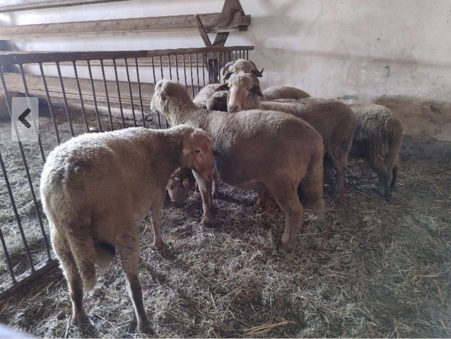 Berbeci tigaie ruginie cu certificat de origine si fara certif. 19 bc.