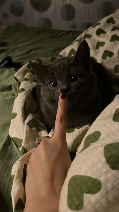 Кошечка ищет дом