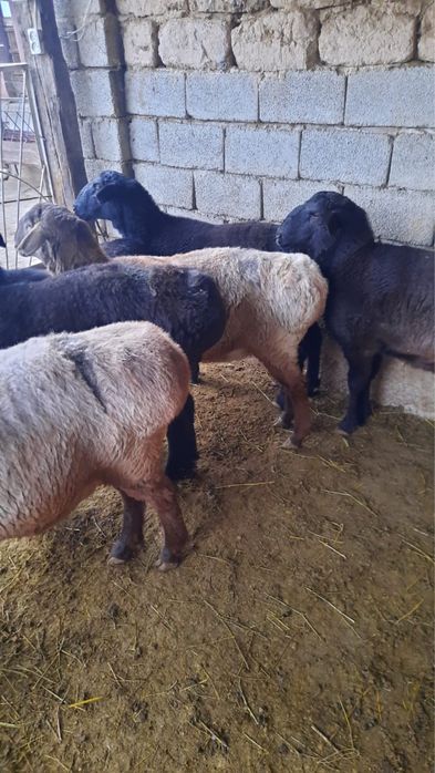 Сектер сатылады !!