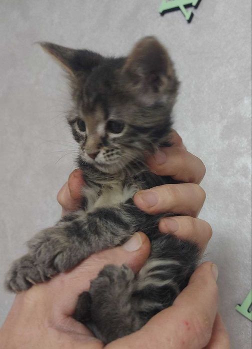 Кошечка 2 месяца мейн кун