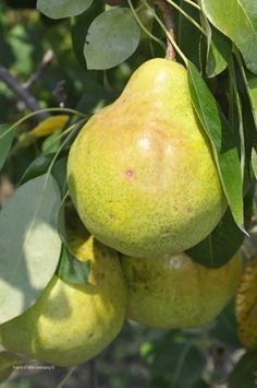 Pomi Fructiferi Pitici Dwarf (Păr ) LA GHIVECI