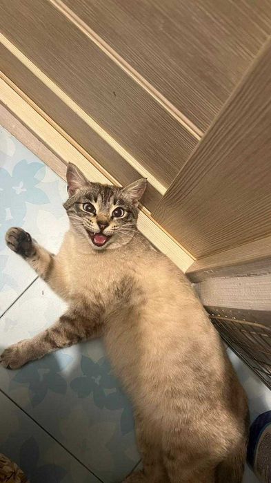 Тайская кошечка ищет дом!