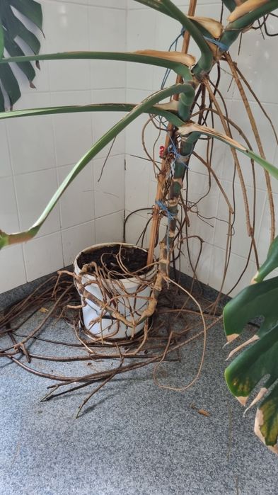 Monstera deliciosa