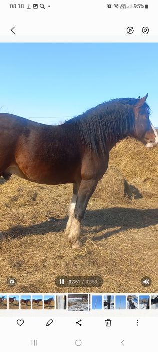 Продам жеребца возрост 7 лет