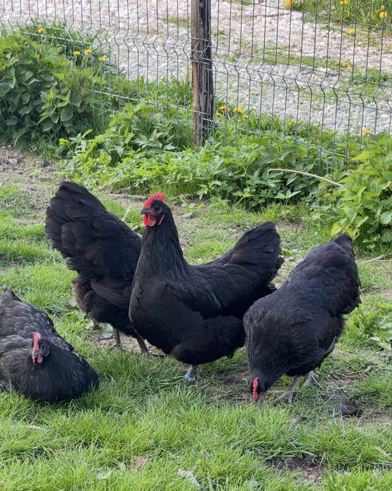 Vand pui Australorp Albastru Negru