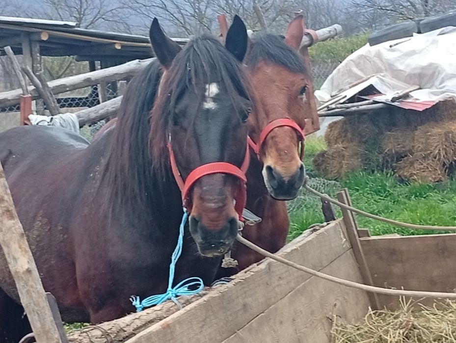 Cal de vânzare 8 ani