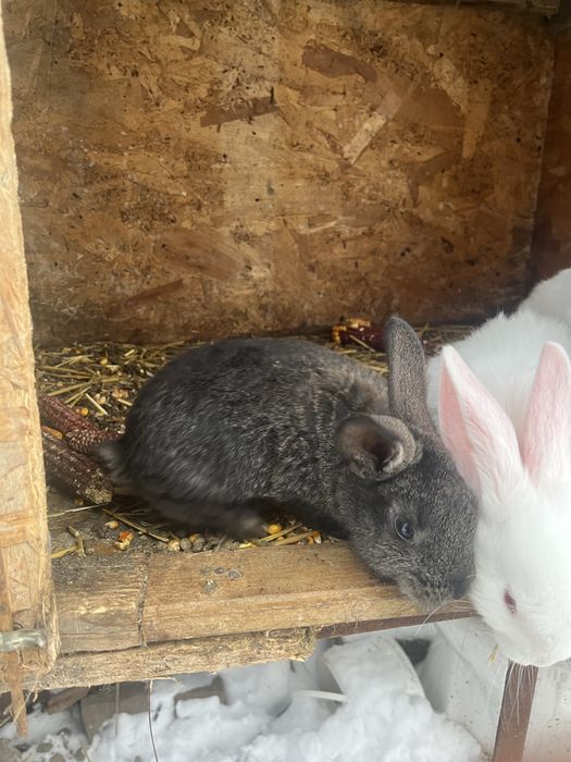 Vand pui de iepure varsta 2 luni