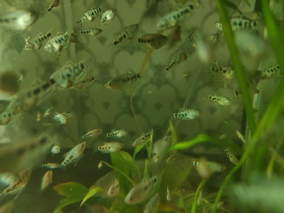 Домашние рыбки для аквариума