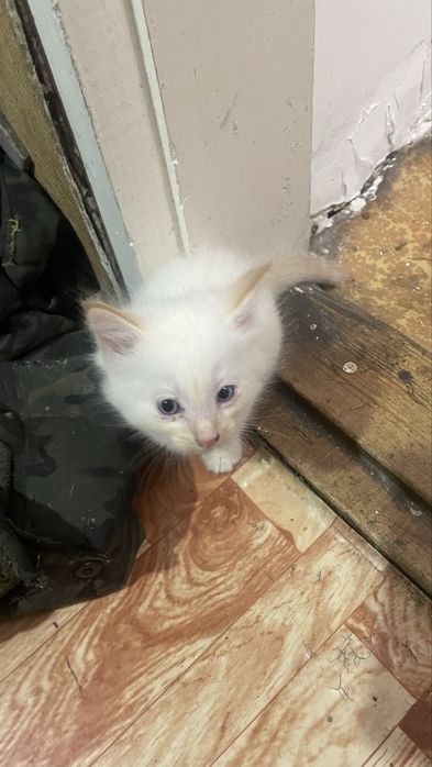 Отдам котят 2 мальчика