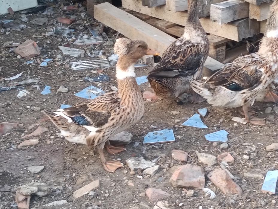 Rate cu moț de vânzare