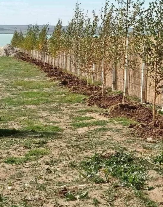 Mesteacăn alb betula, livrare oriunde în Țară.