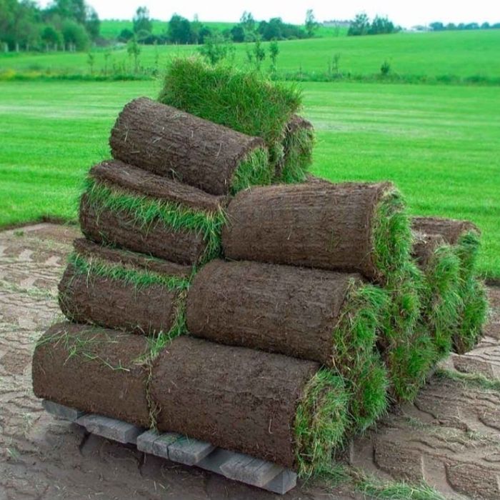 Gul ekamiz xar xil shakilda