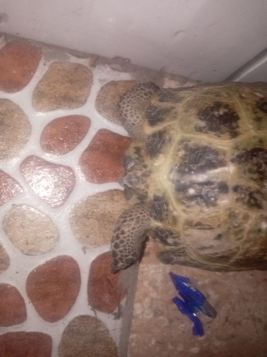 Продаётся черепаха