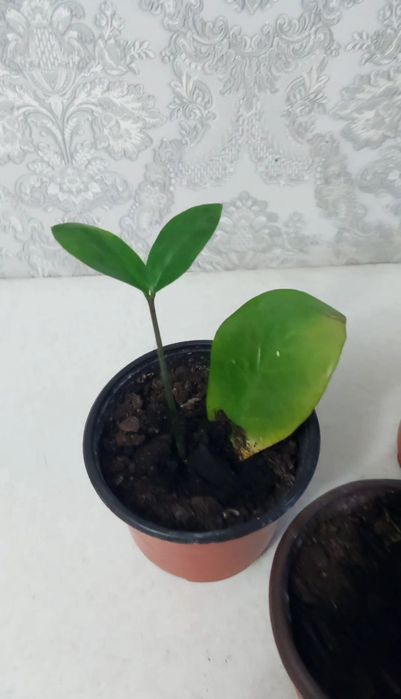 Долларовое дерево замиокулькас