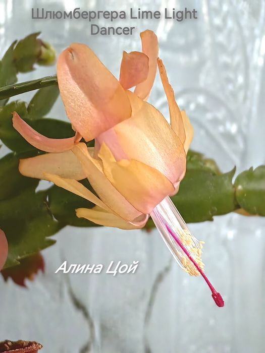 Сортовая шлюмбергера (декабрист) Lime Lihgt Dancer