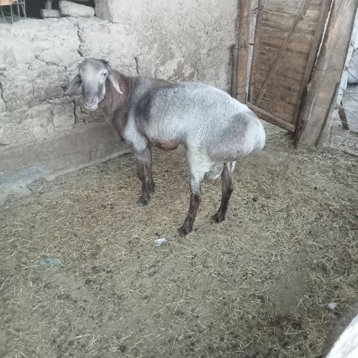 Кошкарлар бордакы