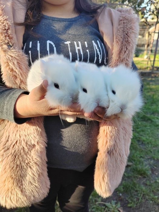 Iepurași cap de leu