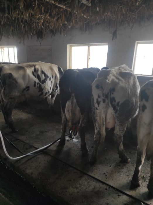 Vaca de lapte recent fatata