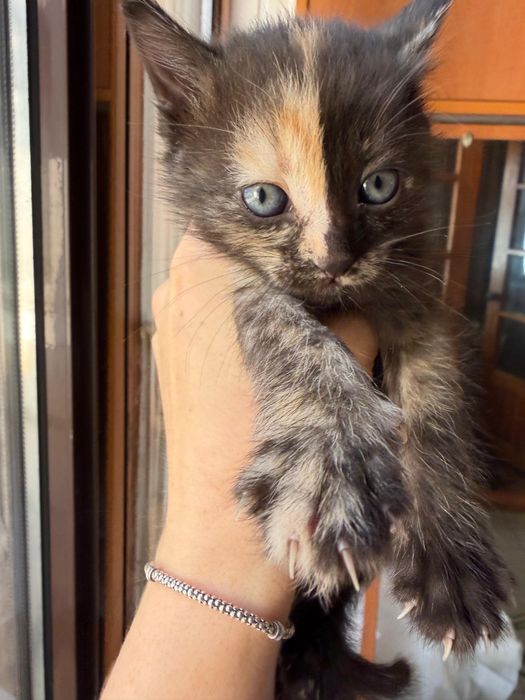 В добрые и заботливые руки