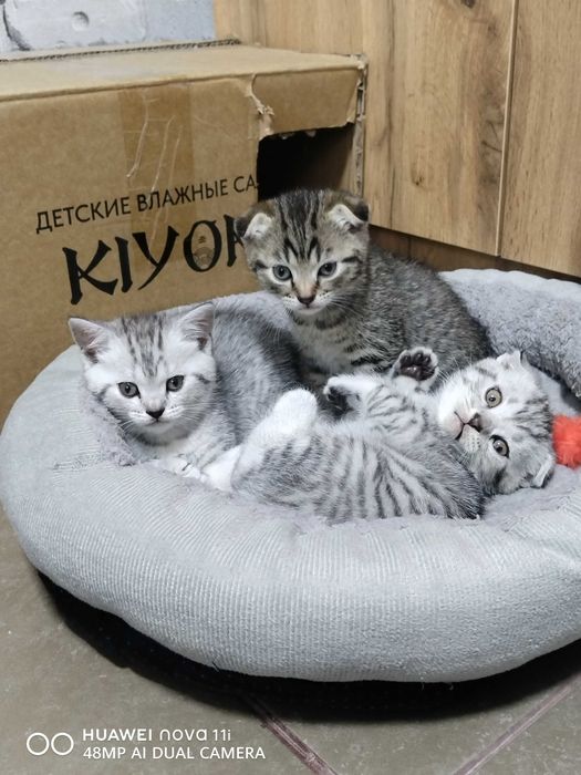 Котята Шотландской вислоухой
