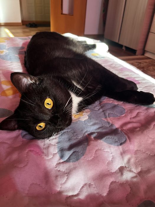 Ищем дом для Леи