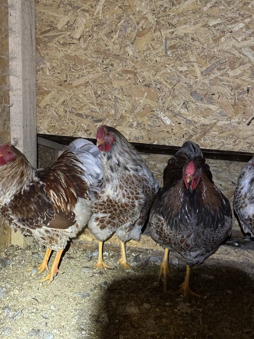 Pui Brahma, Wyandotte, Matase Japoneza