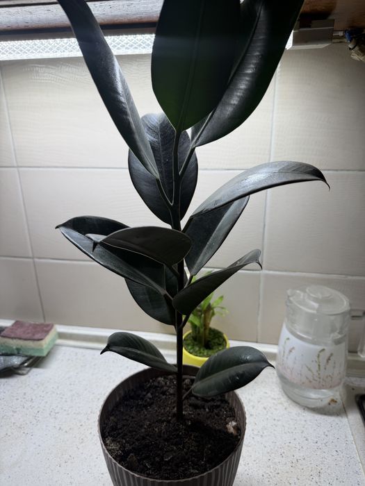 Комнатные растения