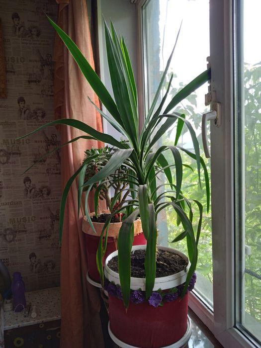 Продам Юкку 4 года