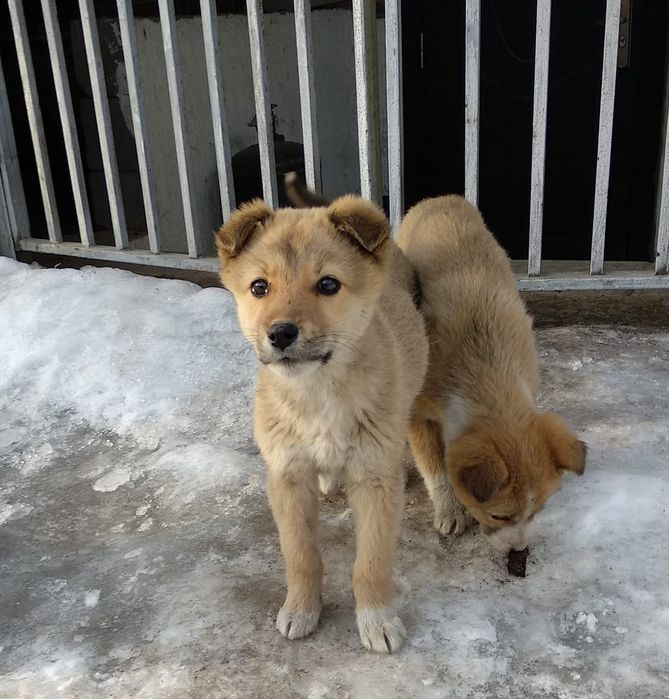 Мальчик и девочка сторожа компаньоны