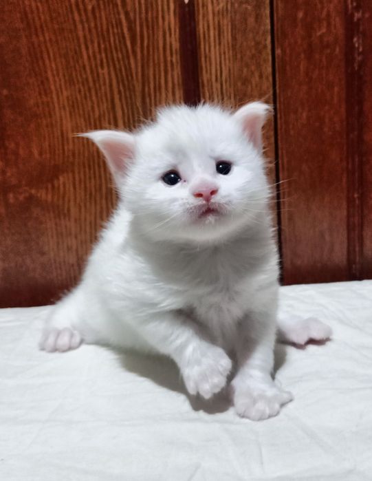 Котята породы Мейн Кун