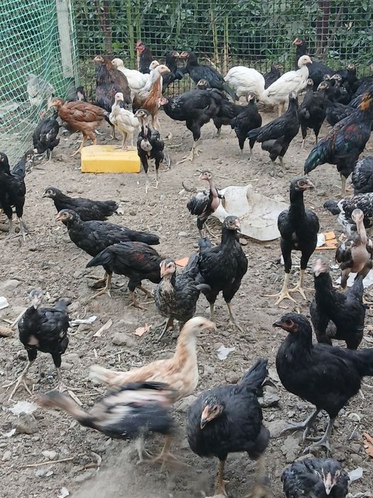 Продаются даканы